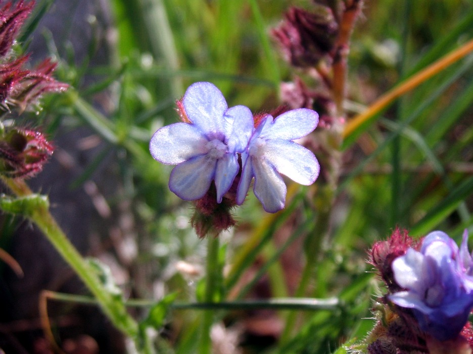 Anchusella cretica (Mill.) Bigazzi, E. Nardi & Selvi